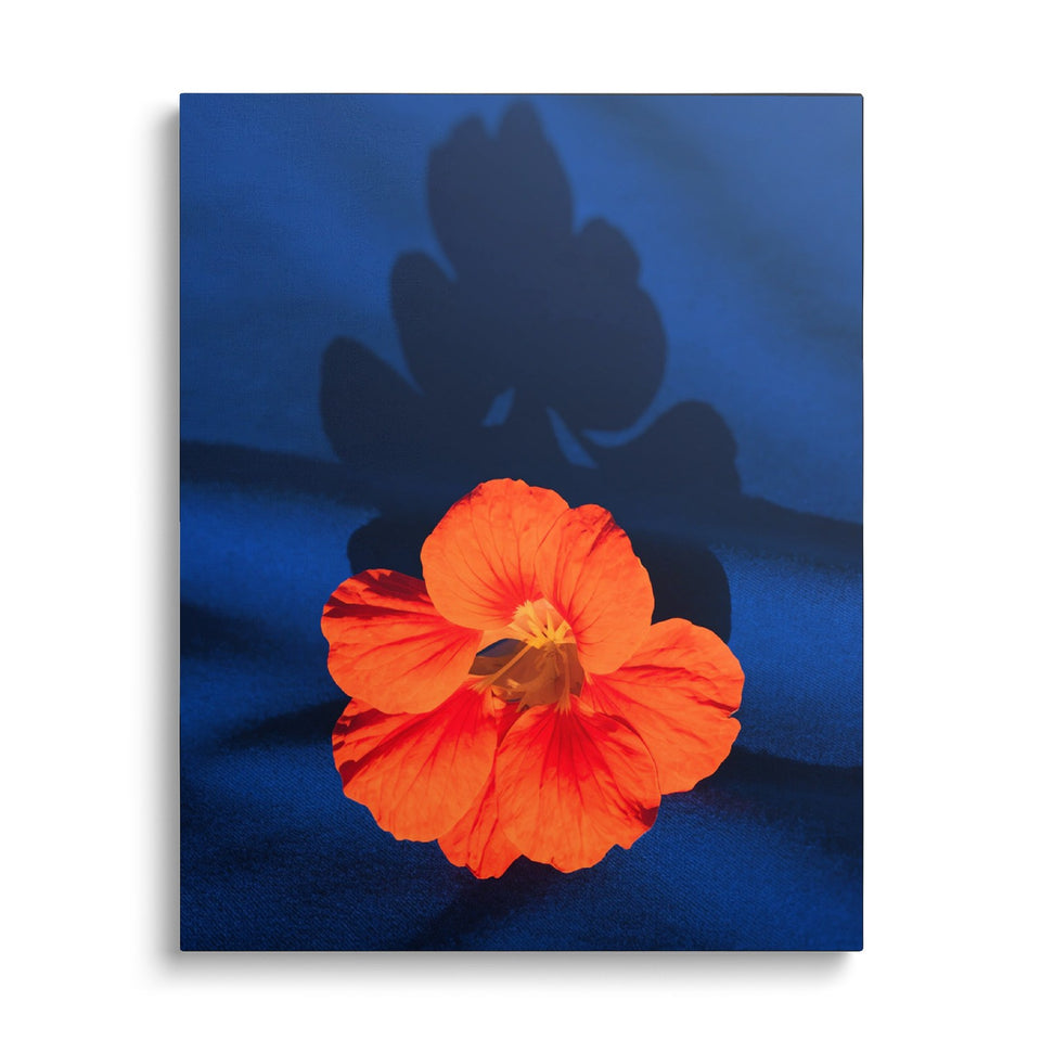 Toile Capucine vue de face sur fond blanc : photographie d’une fleur de capucine orange posée sur un tissu bleu profond, avec son ombre