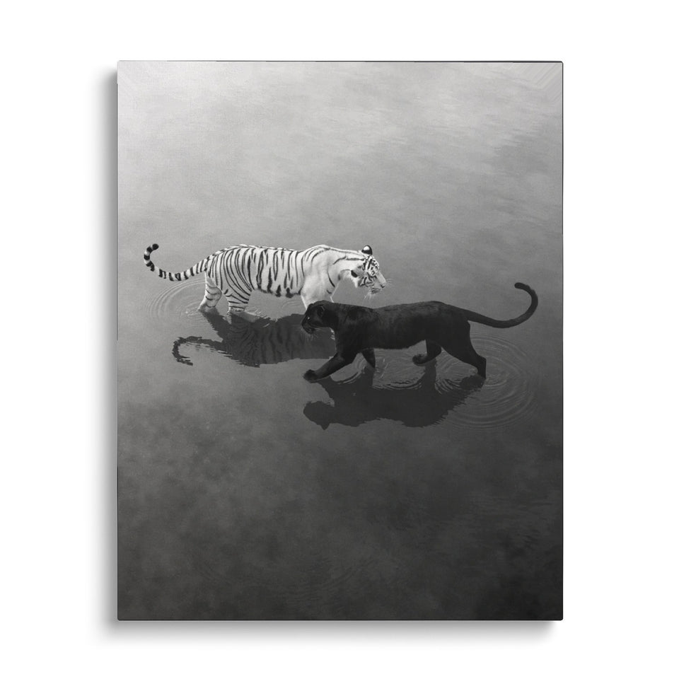Toile La Rencontre vue de face sur fond blanc : image noir et blanc d’un tigre blanc et d’une panthère noire se croisant dans une eau calme, avec leurs reflets