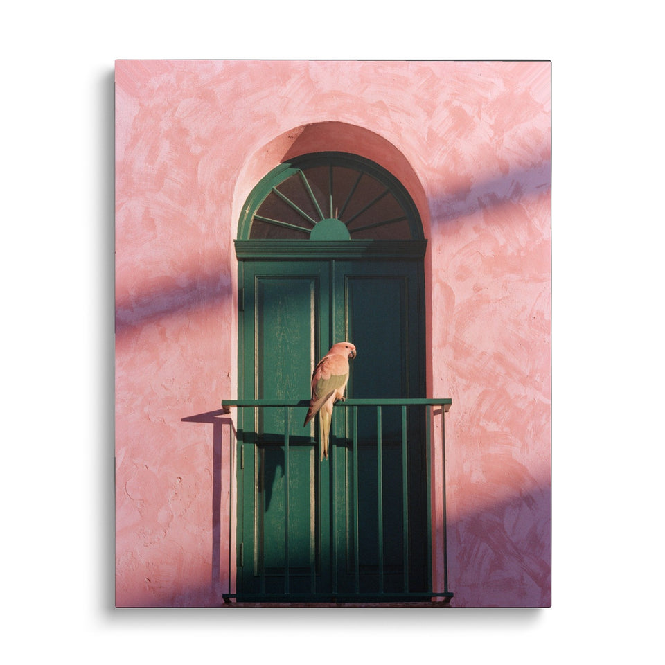 Toile Le Perroquet vue de face sur fond blanc : photographie d’un perroquet posé sur le garde-corps d’une porte-fenêtre verte, dans un mur rose