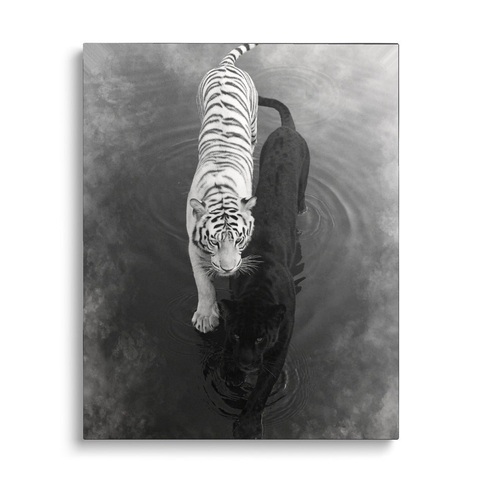 Toile Ombre et Lumière vue de face sur fond blanc : image noir et blanc d’un tigre blanc et d’une panthère noire marchant côte à côte dans l’eau, vus du dessus