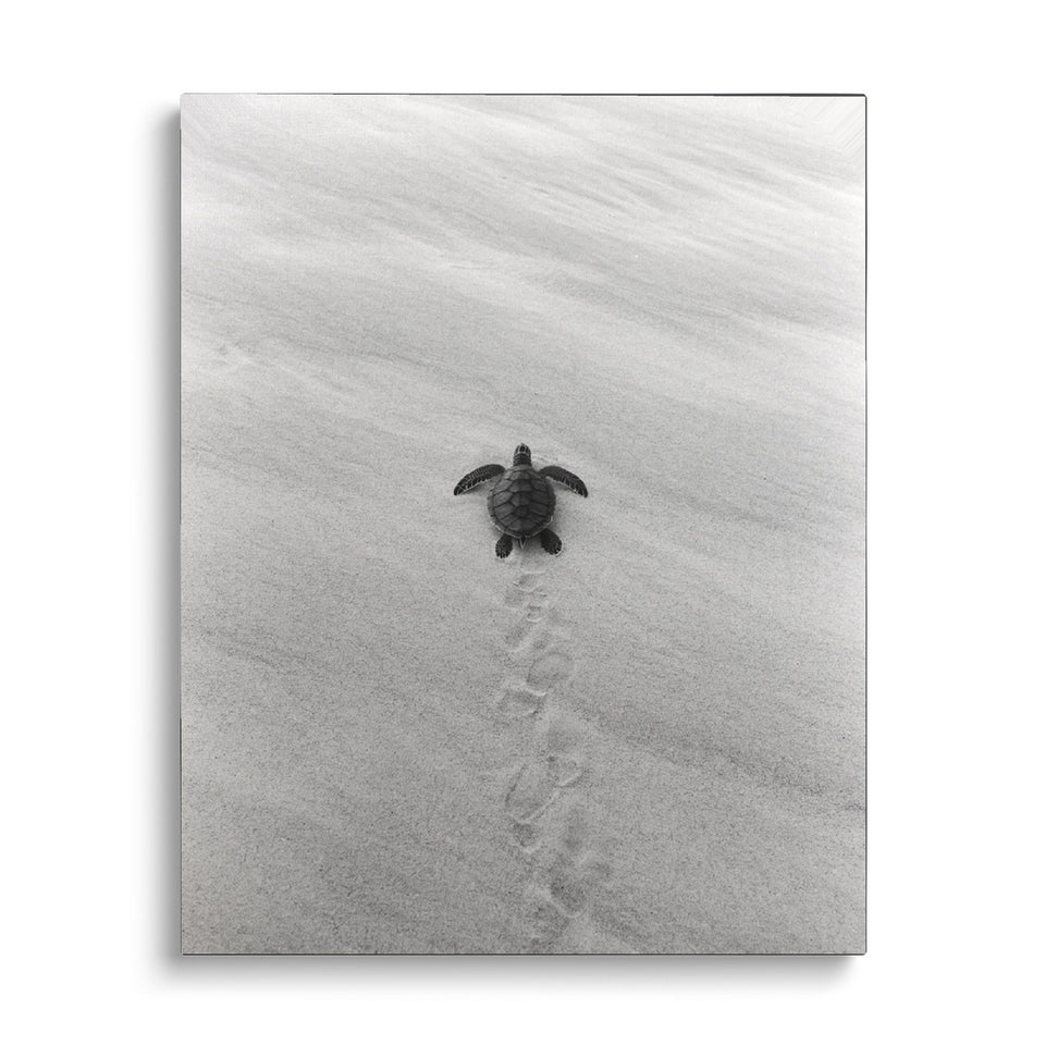 Toile Premiers Pas vue de face sur fond blanc : photographie noir et blanc d’un bébé tortue avançant sur le sable, ses traces derrière lui