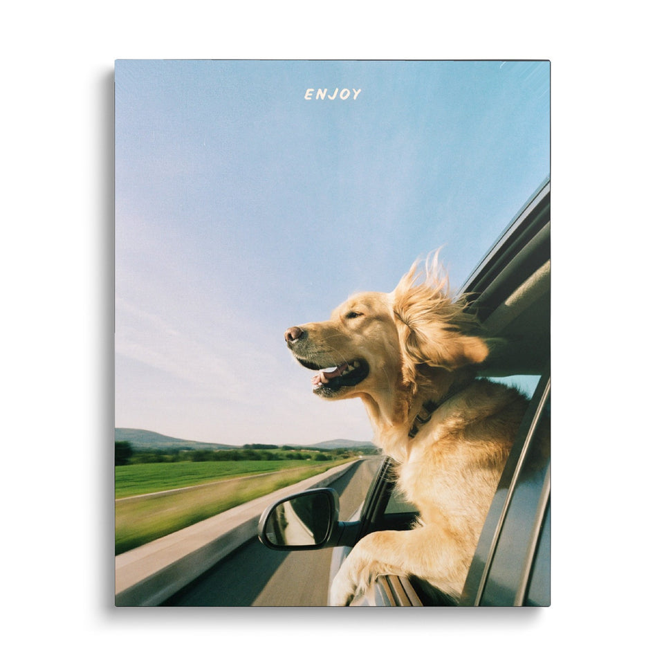 Toile Road Trip vue de face sur fond blanc : photographie d’un golden retriever la tête à la fenêtre d’une voiture en marche, oreilles au vent